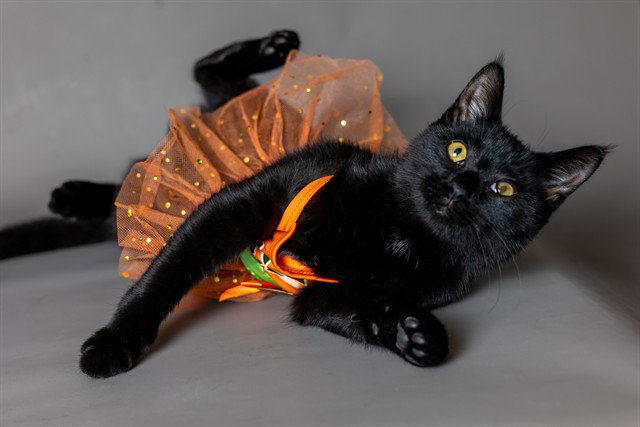 RAJAH