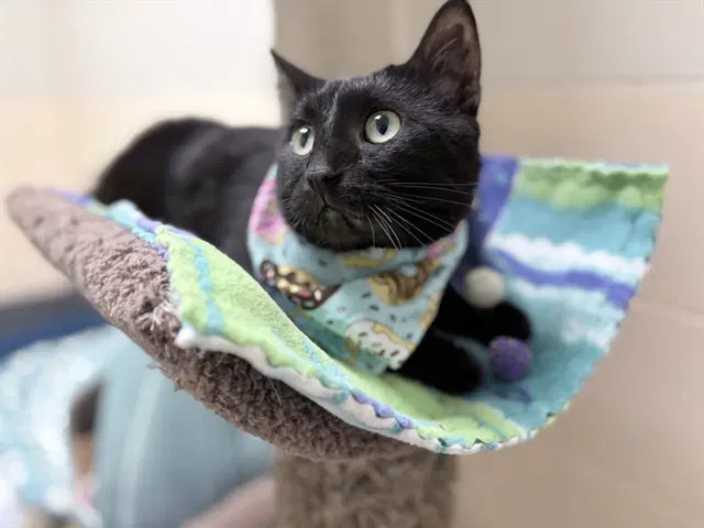 Smoky - Domestic Short Hair