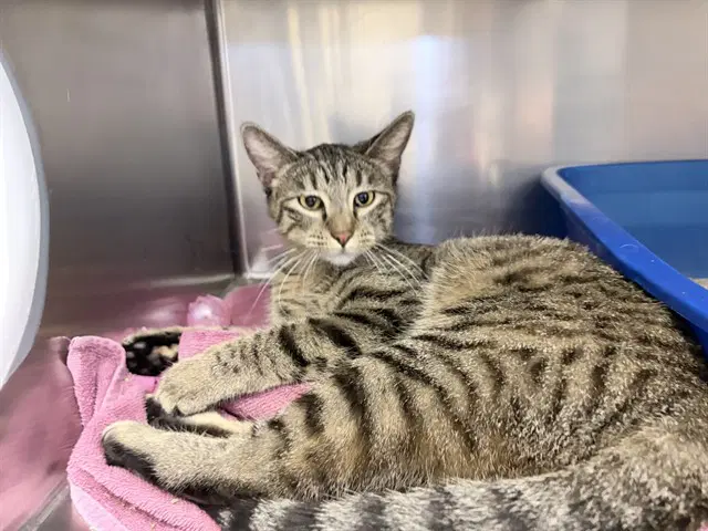 Gypsy - Domestic Short Hair