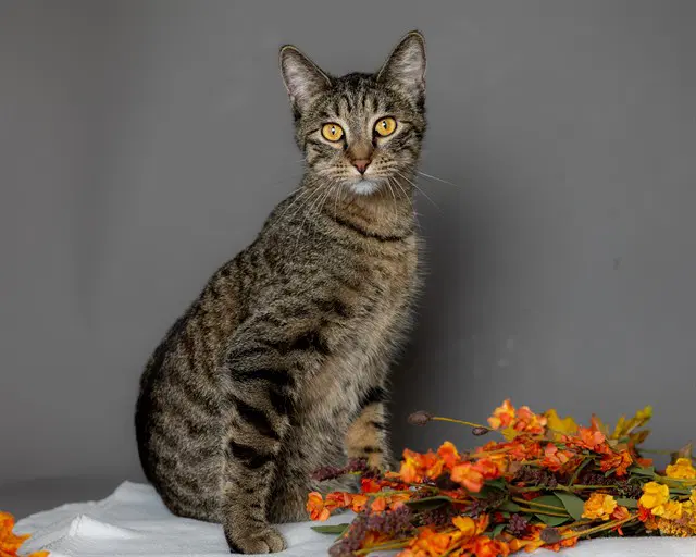 Gypsy - Domestic Short Hair