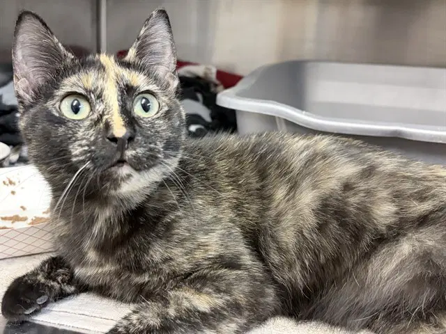 Soleste - Domestic Short Hair