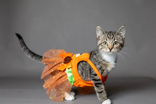 Hildie - Domestic Short Hair