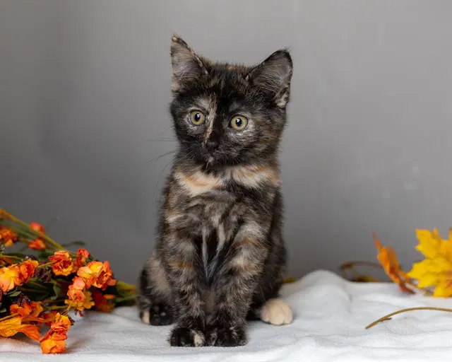 Austin - Domestic Short Hair