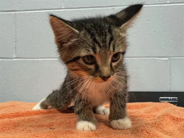 Magnum - Domestic Short Hair