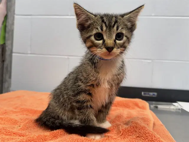 Columbo - Domestic Short Hair