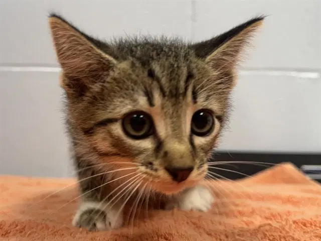 Sherlock - Domestic Short Hair