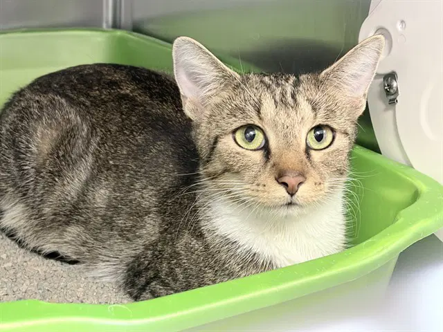 Nancy Drew - Domestic Short Hair