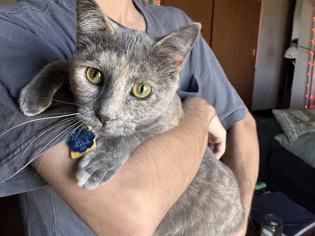 Penelope - Domestic Medium Hair