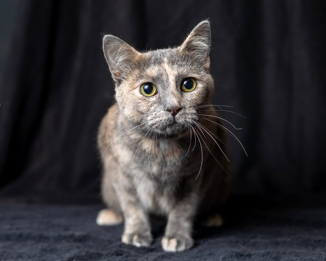PENELOPE