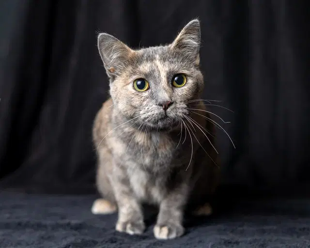 Penelope - Domestic Medium Hair