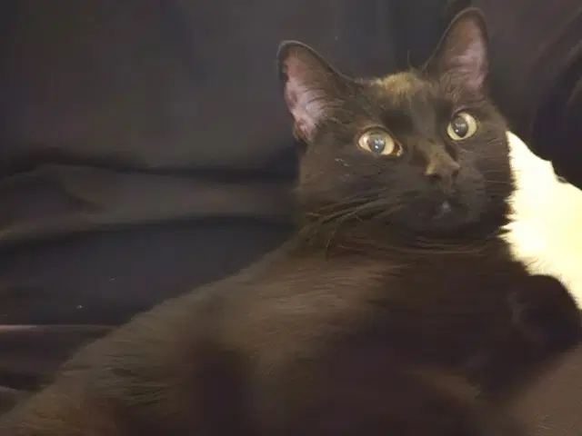 Luna - Domestic Short Hair