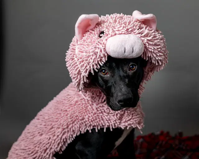 Bandit - Pit Bull Terrier