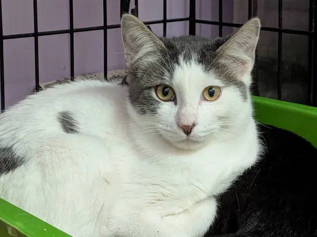 Lucas - Domestic Short Hair