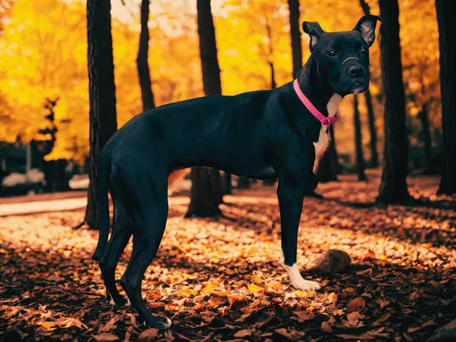 Gloria - Pit Bull Terrier