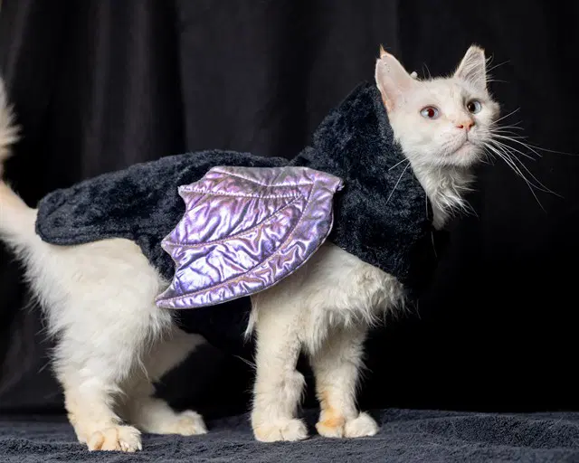 Sasquatch - Domestic Medium Hair