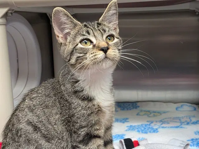 Babs - Domestic Short Hair