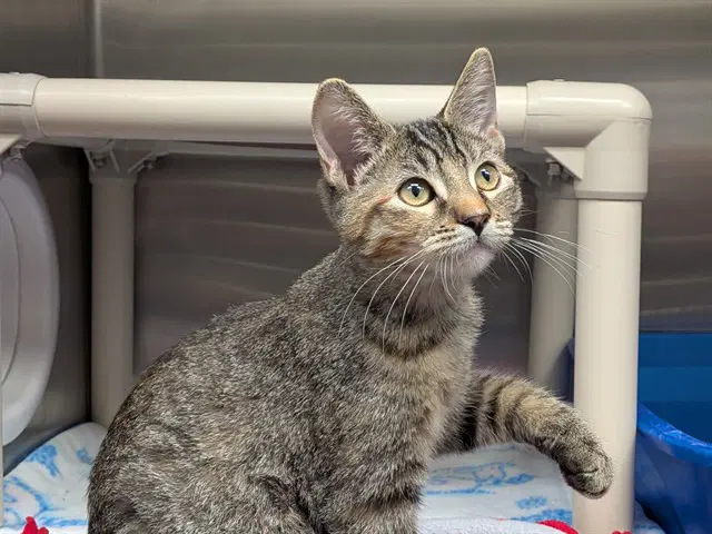 Lola - Domestic Short Hair