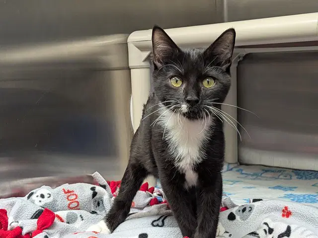 Daffy - Domestic Short Hair