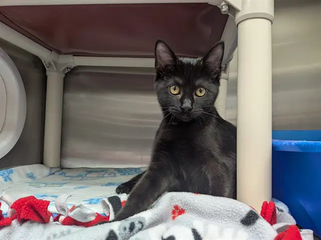 Tweetie - Domestic Short Hair