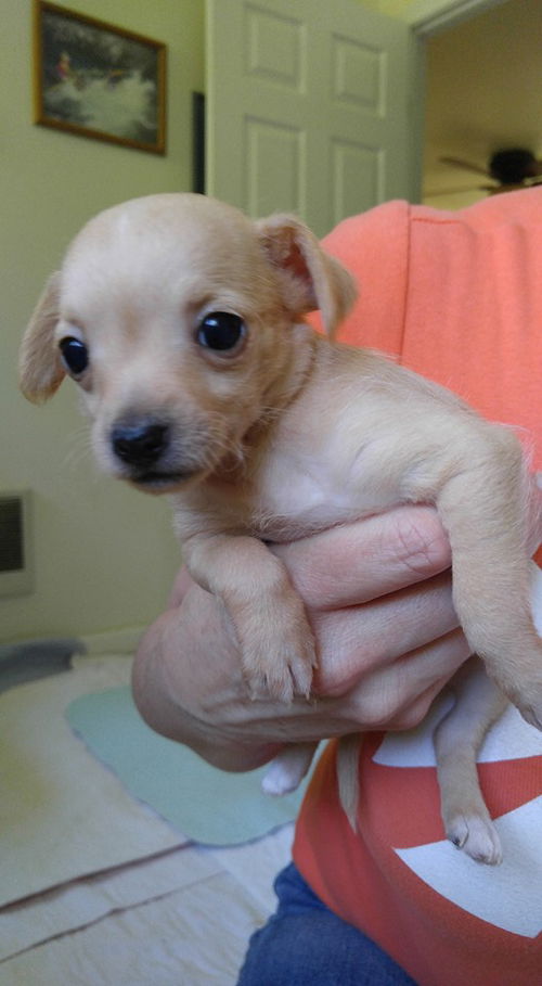 Bay, a 7 week old YorkiePoo