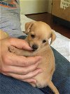 Abysinia (Abby), YorkiePoo puppy