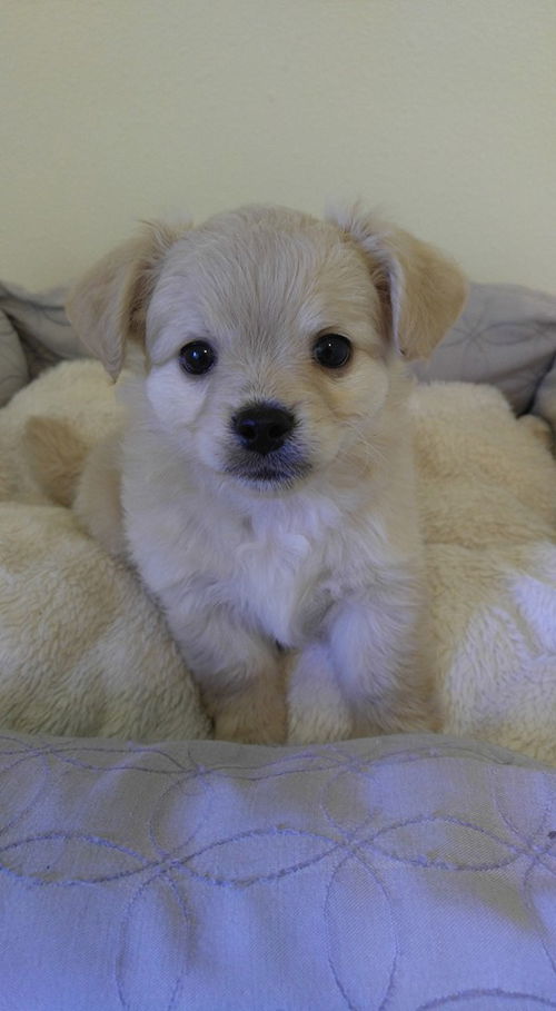 Kenny- Corgi- Dachshund-poodle puppy