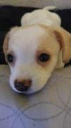 Freckles, Corgi-Dachshund puppy (Dorgi)