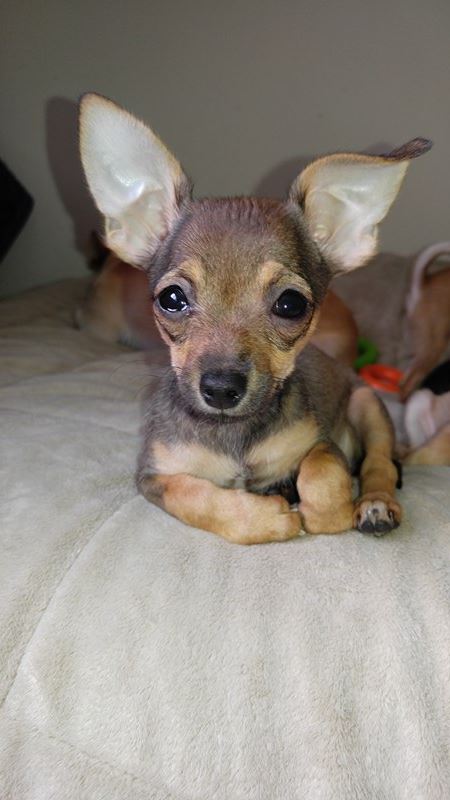 Kaylee, a Chihuahua puppy