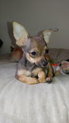 Kaylee, a Chihuahua puppy