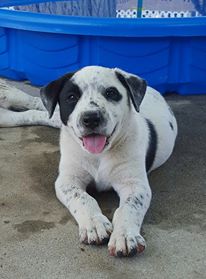 Cheyenne, an Aussie-Staffie puppy