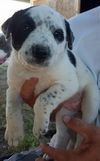 Cheyenne, an Aussie-Staffie puppy