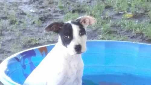 Charli, an Aussie-Staffie Puppy