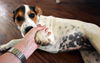 Cadence, A Catahoula-Blue Heeler puppy