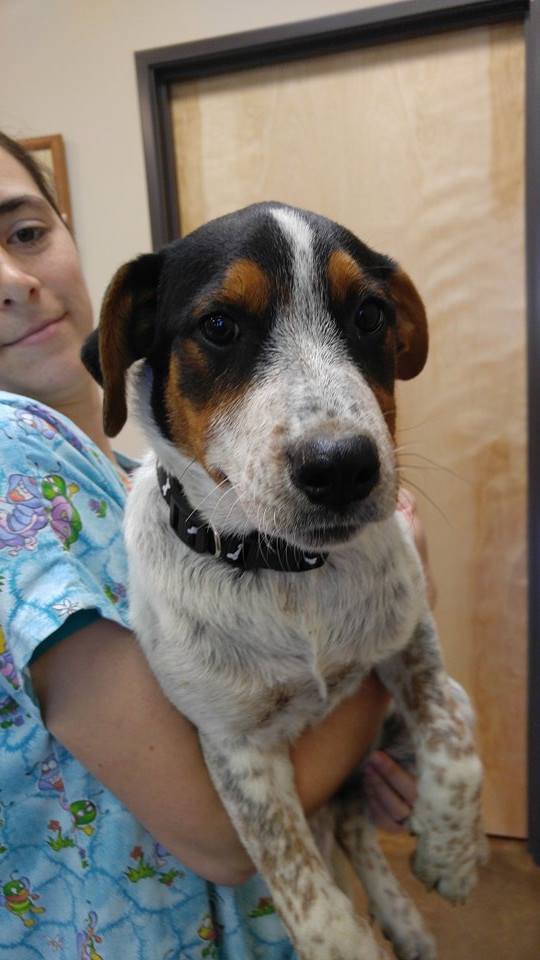 catahoula blue heeler