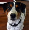 Cajun- A Catahoula, Blue Heeler Puppy