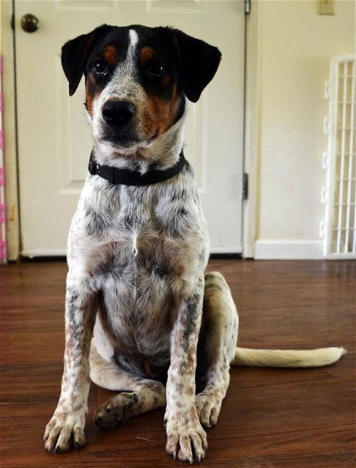 Cajun- A Catahoula, Blue Heeler Puppy