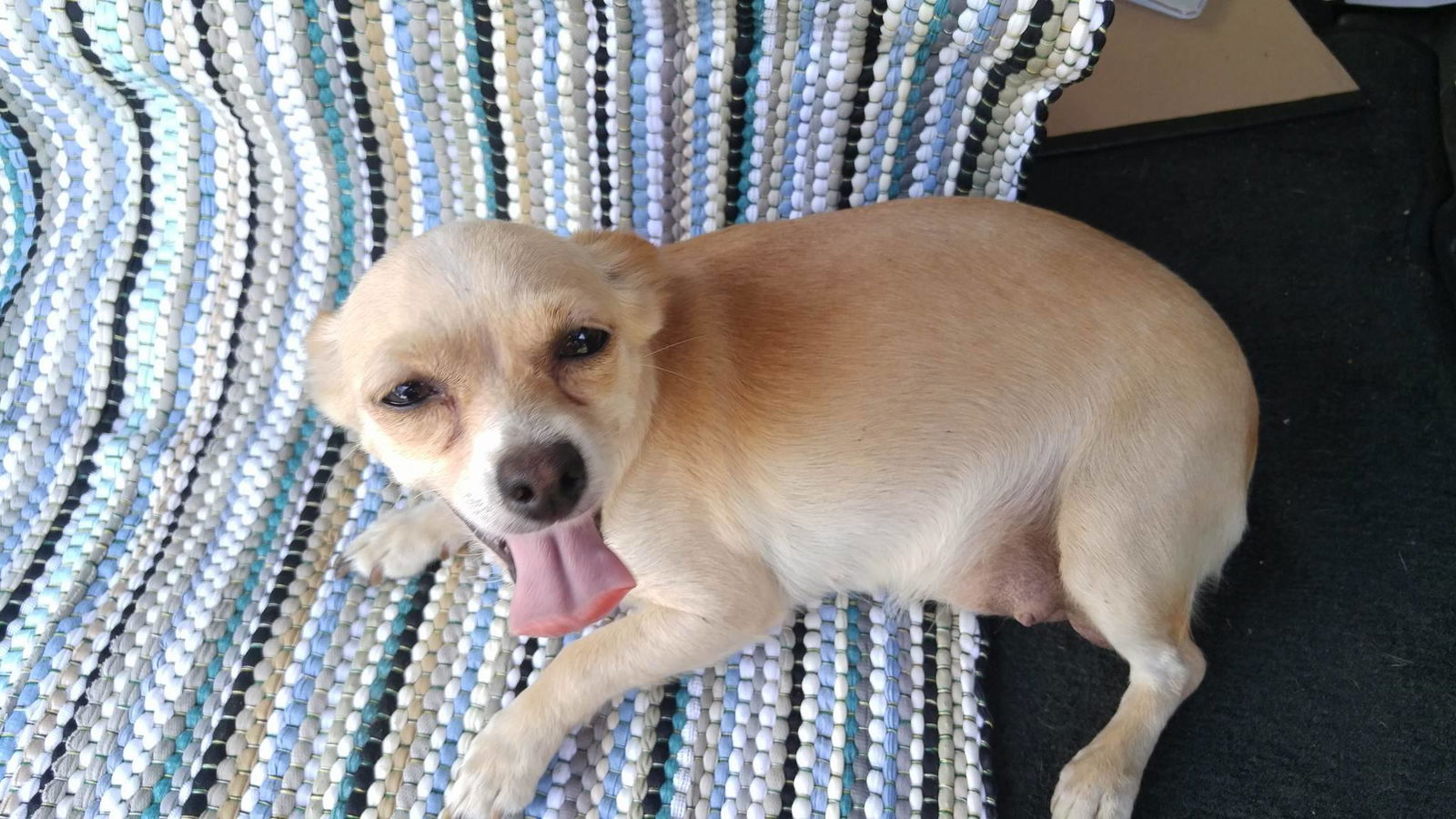 Pomeranian chihuahua mix for hot sale adoption