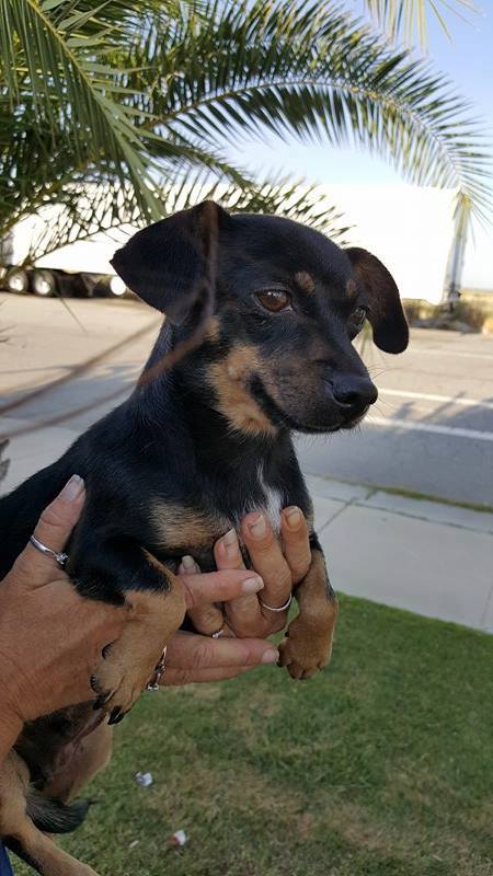 Mia, a Young Dachshund mix