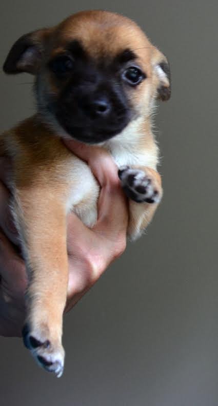 Harriet, a Pomchi-Shih Tzu puppy