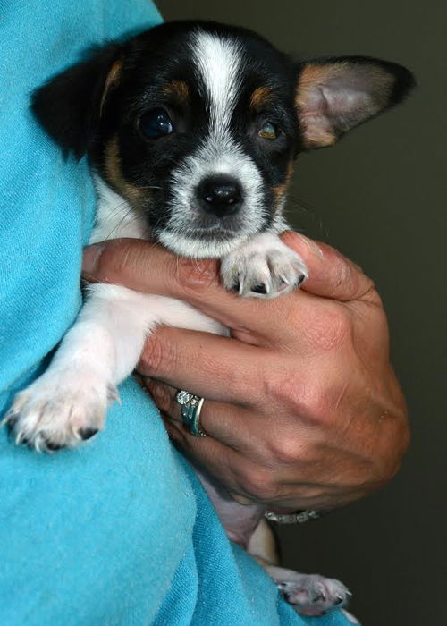 Kippie, a Pomchi-Shih Tzu puppy