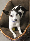 Spunky, A Jackchi