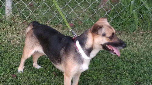 Chocolate, a shepard-Dachshund mix female