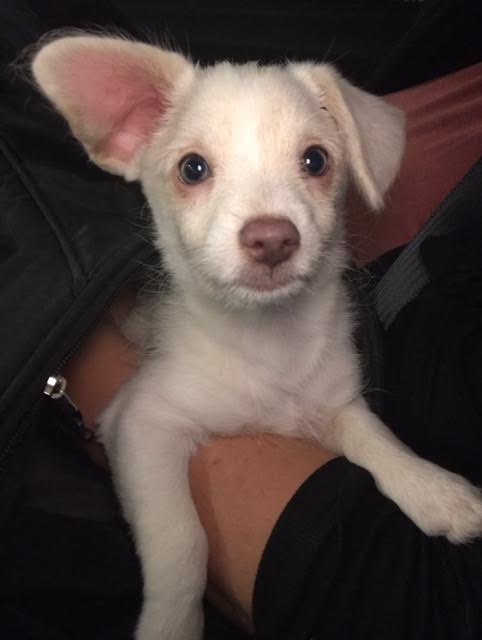 Chester, 14 week Corgi-Terrier mix puppy