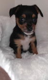 Toby, an 8 week old puppy
