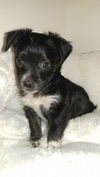 Maxwell, an 9 week old Maltese mix