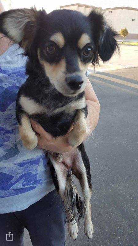 Joey, A Pomeranian mix