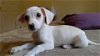 Dena, A Terrier-Dachshund puppy
