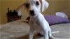 Dena, A Terrier-Dachshund puppy