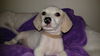 Perla A dachshund-Terrier puppy