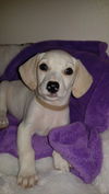 Perla A dachshund-Terrier puppy